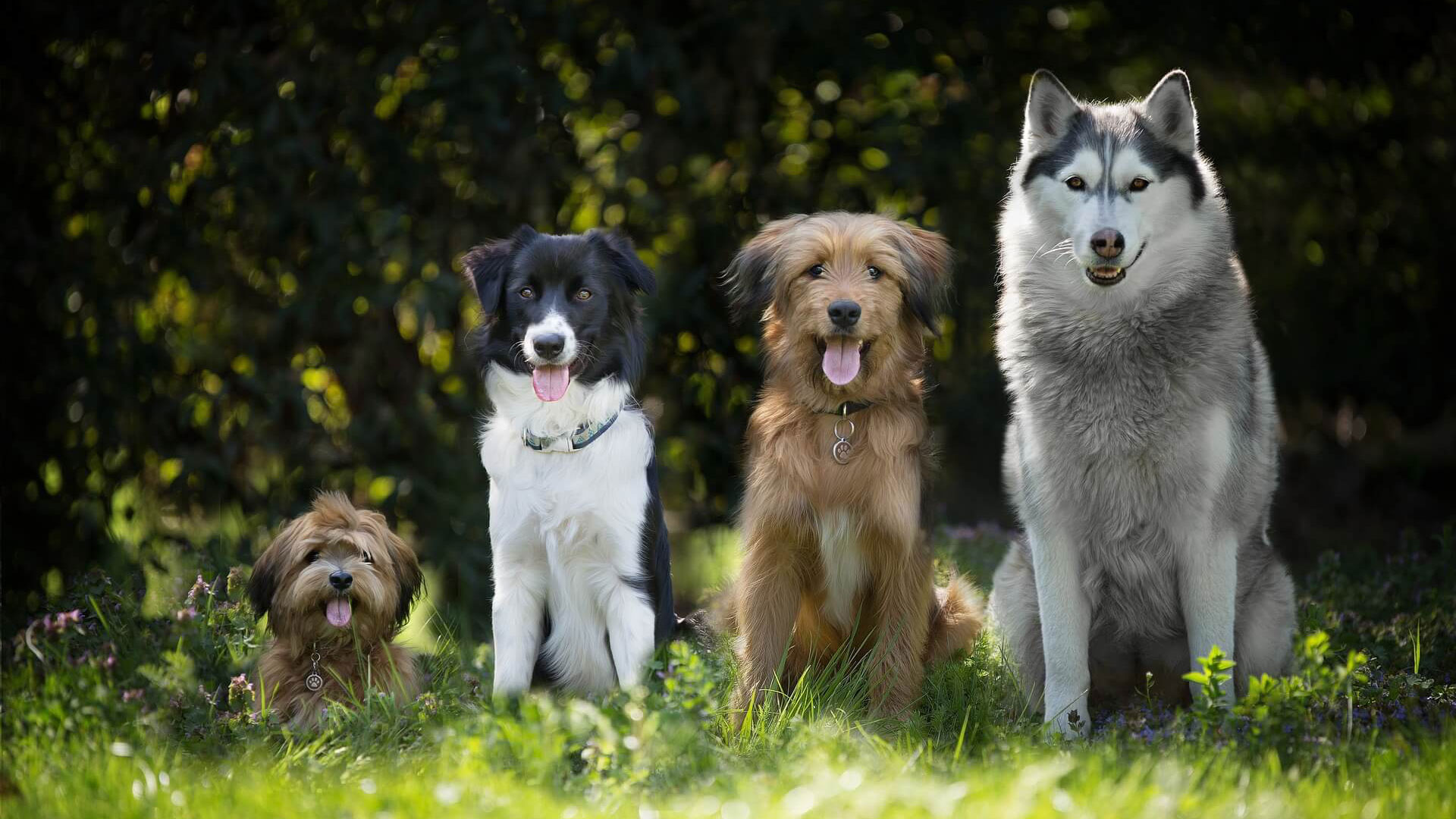 Kontaktiere Sabine Schröder und die Hundeschule Brombeere.